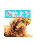 トイプーコロンのスタンプ（個別スタンプ：39）