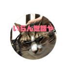 デカ猫クゥ2（個別スタンプ：1）