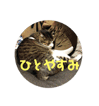 デカ猫クゥ2（個別スタンプ：4）