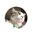 デカ猫クゥ2（個別スタンプ：5）