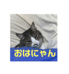 デカ猫クゥ2（個別スタンプ：6）