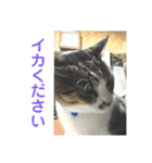 デカ猫クゥ2（個別スタンプ：7）