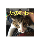 デカ猫クゥ2（個別スタンプ：8）