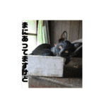 デカ猫クゥ2（個別スタンプ：9）