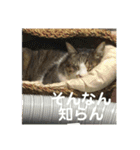 デカ猫クゥ2（個別スタンプ：10）