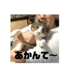 デカ猫クゥ2（個別スタンプ：12）