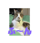 デカ猫クゥ2（個別スタンプ：13）