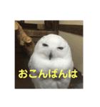 デカ猫クゥ2（個別スタンプ：15）