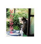デカ猫クゥ2（個別スタンプ：17）
