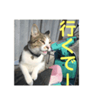 デカ猫クゥ2（個別スタンプ：18）