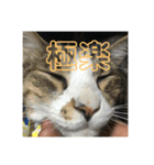デカ猫クゥ2（個別スタンプ：19）
