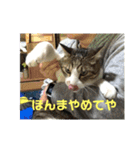 デカ猫クゥ2（個別スタンプ：21）