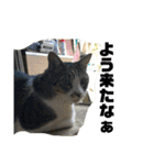 デカ猫クゥ2（個別スタンプ：24）