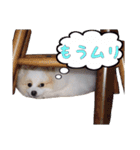 世界一可愛いポメラニアンのポメ吉くん♡（個別スタンプ：2）
