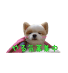 世界一可愛いポメラニアンのポメ吉くん♡（個別スタンプ：3）