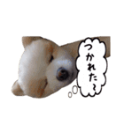 世界一可愛いポメラニアンのポメ吉くん♡（個別スタンプ：4）