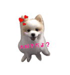 世界一可愛いポメラニアンのポメ吉くん♡（個別スタンプ：6）