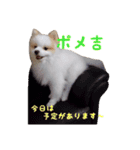 世界一可愛いポメラニアンのポメ吉くん♡（個別スタンプ：9）