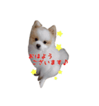 世界一可愛いポメラニアンのポメ吉くん♡（個別スタンプ：11）