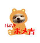 世界一可愛いポメラニアンのポメ吉くん♡（個別スタンプ：13）