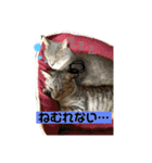 いろいろ猫ちゃん2（個別スタンプ：1）
