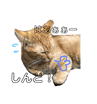 いろいろ猫ちゃん2（個別スタンプ：2）