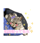 いろいろ猫ちゃん2（個別スタンプ：3）