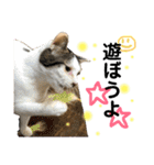 いろいろ猫ちゃん2（個別スタンプ：6）
