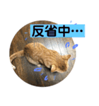 いろいろ猫ちゃん2（個別スタンプ：7）
