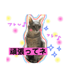いろいろ猫ちゃん2（個別スタンプ：8）