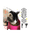 いろいろ猫ちゃん2（個別スタンプ：9）