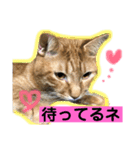 いろいろ猫ちゃん2（個別スタンプ：10）