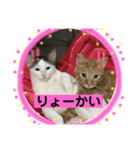 いろいろ猫ちゃん2（個別スタンプ：11）