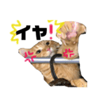 いろいろ猫ちゃん2（個別スタンプ：12）