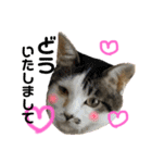 いろいろ猫ちゃん2（個別スタンプ：15）
