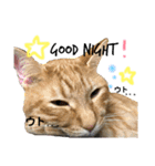 いろいろ猫ちゃん2（個別スタンプ：16）