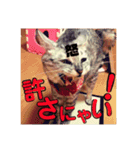 わたしエリマキです（個別スタンプ：2）