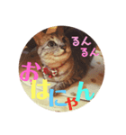 わたしエリマキです（個別スタンプ：3）