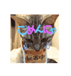 わたしエリマキです（個別スタンプ：5）