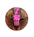 わたしエリマキです（個別スタンプ：8）
