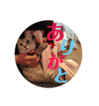 わたしエリマキです（個別スタンプ：9）