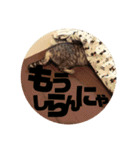 わたしエリマキです（個別スタンプ：10）