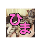 わたしエリマキです（個別スタンプ：13）