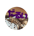 わたしエリマキです（個別スタンプ：16）