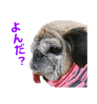 パグのもい スタンぷぅ～（個別スタンプ：3）