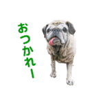 パグのもい スタンぷぅ～（個別スタンプ：4）