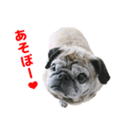 パグのもい スタンぷぅ～（個別スタンプ：5）