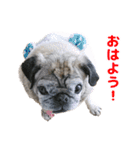 パグのもい スタンぷぅ～（個別スタンプ：7）