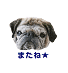 パグのもい スタンぷぅ～（個別スタンプ：12）
