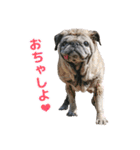 パグのもい スタンぷぅ～（個別スタンプ：15）